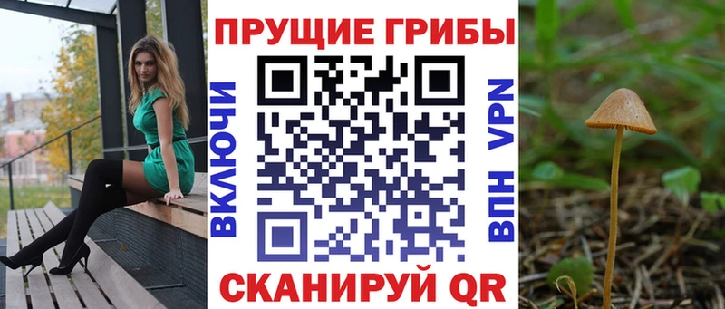 Купить  Абаза  Псилоцибиновые грибы Psilocybe 